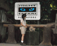 夜の動物ショー