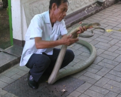 スネークファーム