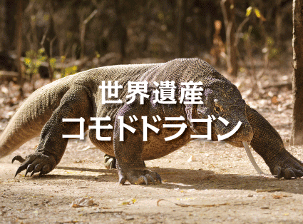 コモドドラゴン ウェンディーツアーインドネシア コモドドラゴン ウェンディーツアーインドネシア