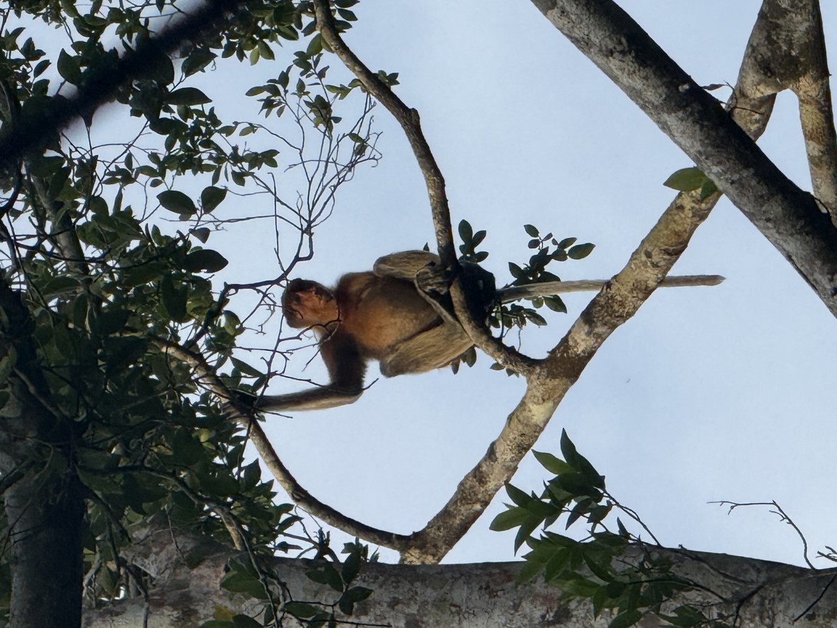 1名様にお勧め！英語ガイド混乗者プラン（テングザルを発見！リバークルーズと蛍観賞ツアー）