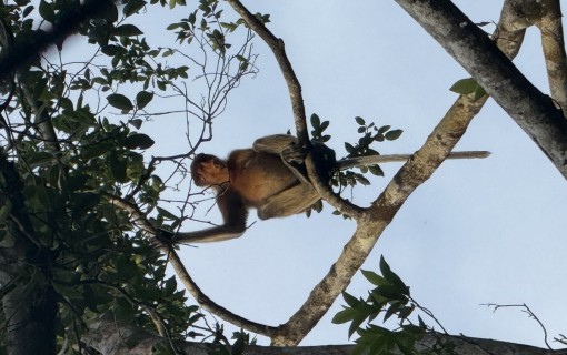 1名様にお勧め！英語ガイド混乗者プラン（テングザルを発見！リバークルーズと蛍観賞ツアー）