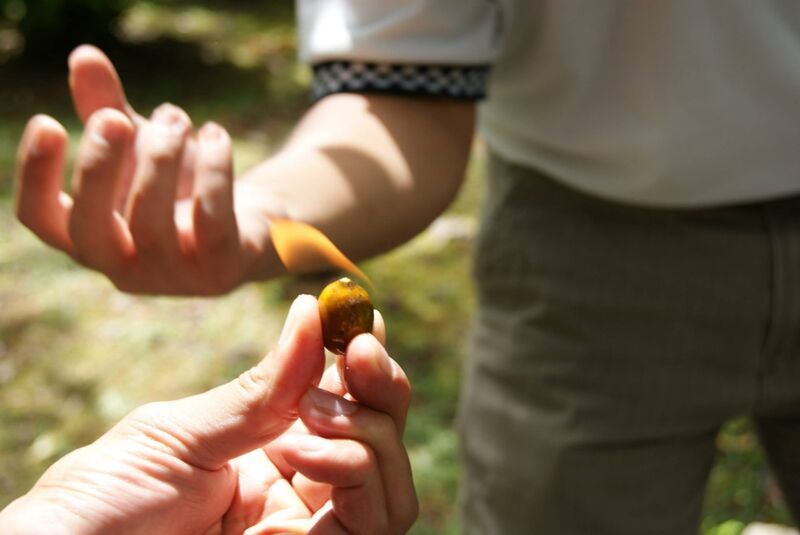 キナバル公園 植物園