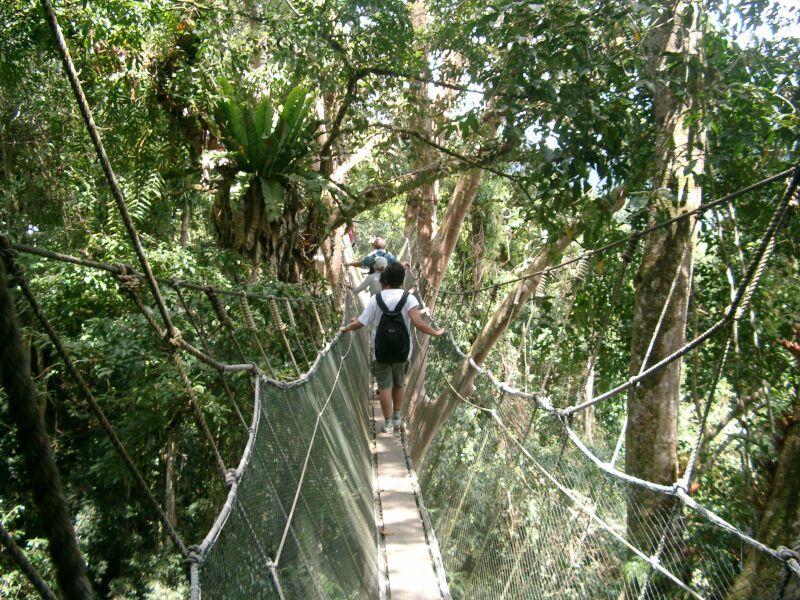 キャノピーウォーク