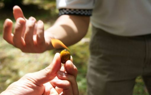キナバル公園 植物園
