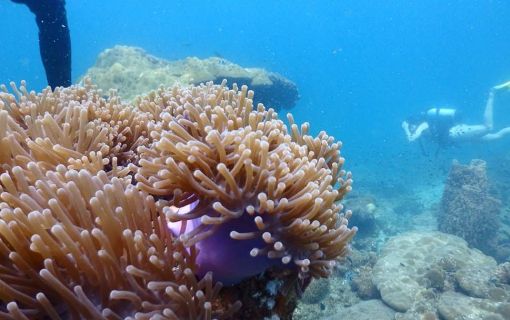 【ランカウイ発】(シュノーケリング)マレー半島西海岸で一番海が美しいといわれているパヤ島ツアー<1日観光/英語ガイド>