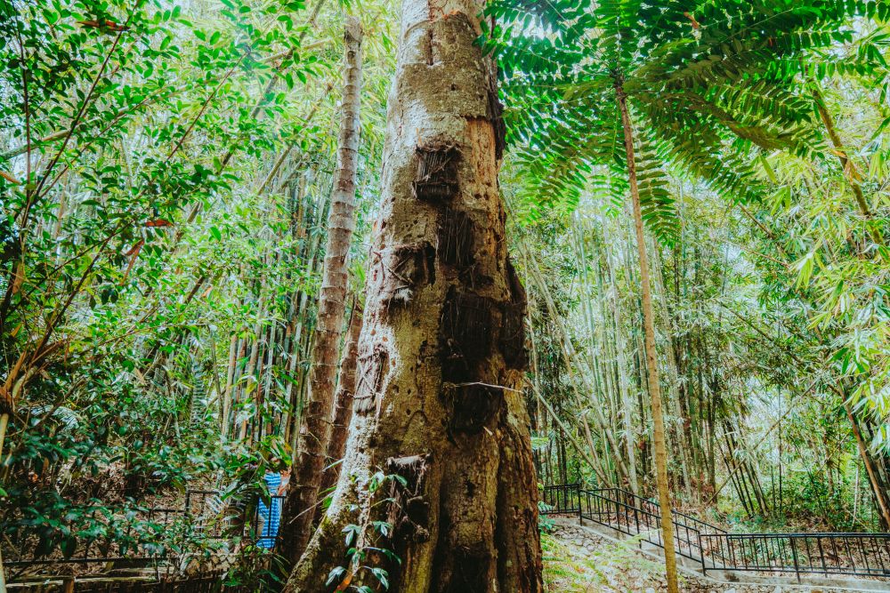 【ジャカルタ発】 秘境・タナトラジャ(スラウェシ島)2泊3日ツアー  7
