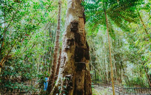 【ジャカルタ発】 秘境・タナトラジャ(スラウェシ島)2泊3日ツアー  7