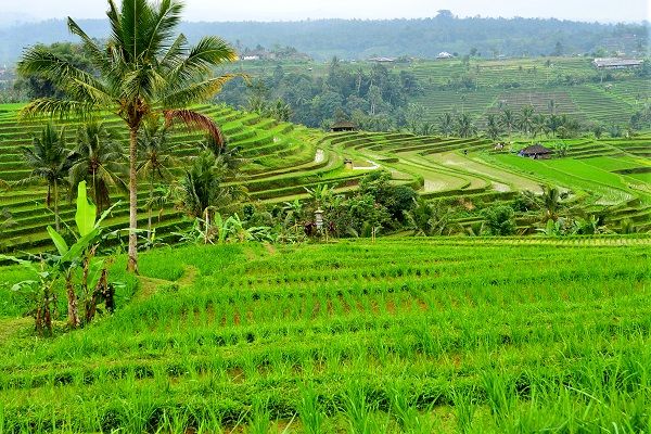 ブドゥグル高原とタナロット寺院サンセット観光 3