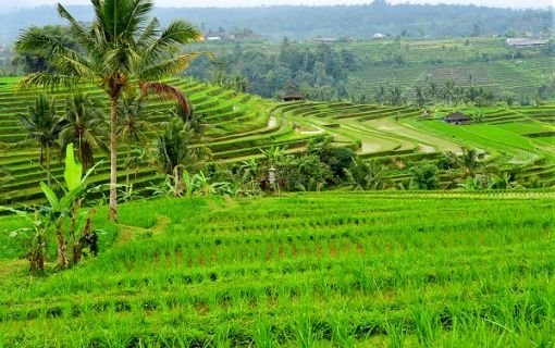 ブドゥグル高原とタナロット寺院サンセット観光 3