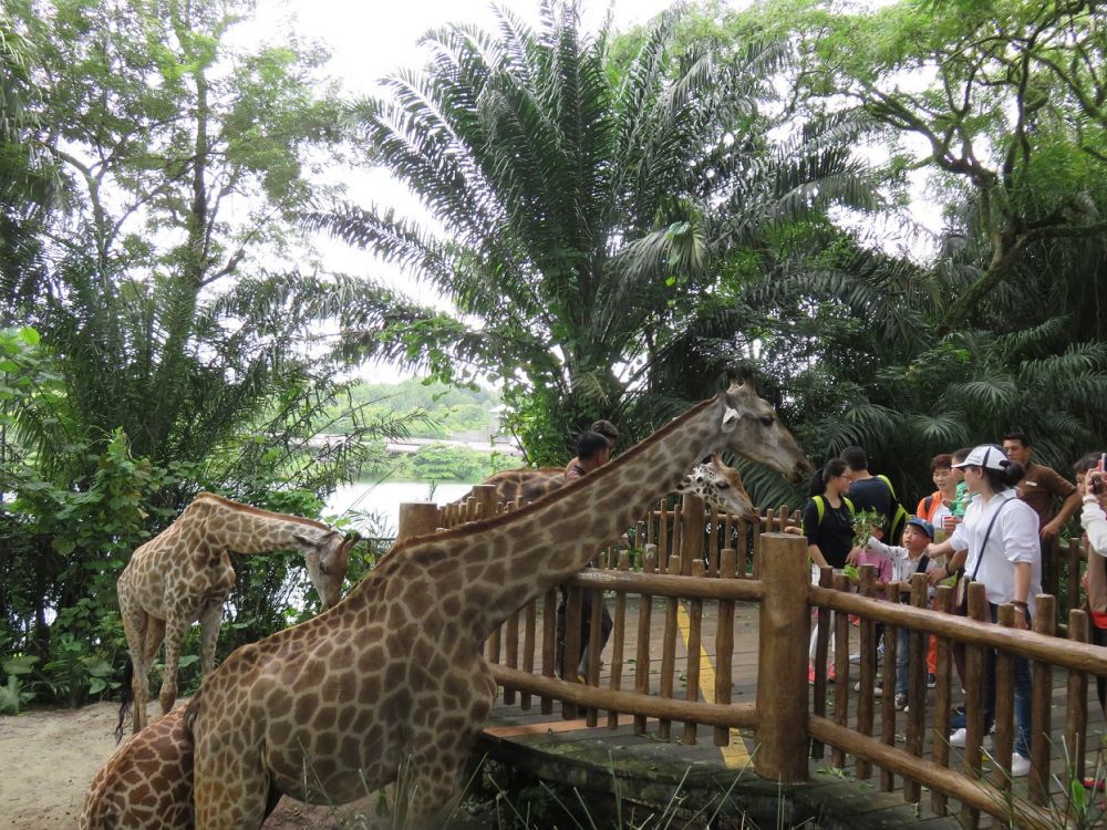 シンガポール動物園