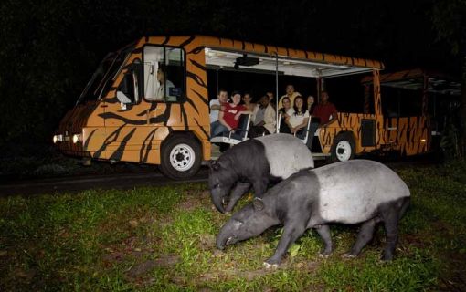 ナイトサファリ