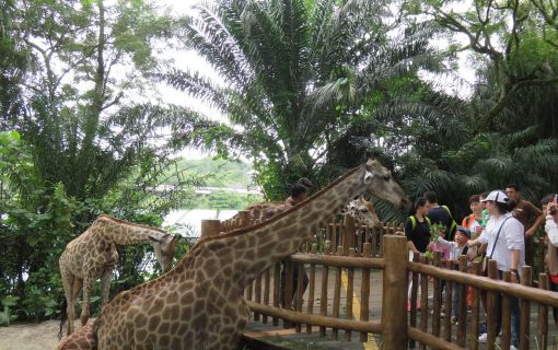 シンガポール動物園