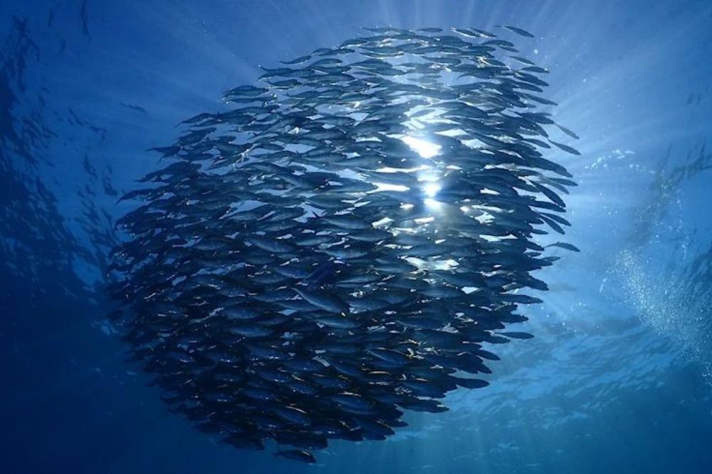 バリ島でシュノーケリング 6