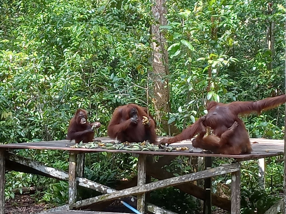 【ジャカルタ発】リバークルーズでオランウータンに会いに行こう＜タンジュンプティン国立公園＞  2