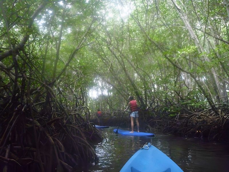 レンボンガン島観光&マングローブでSUP又はカヤックツアー 3