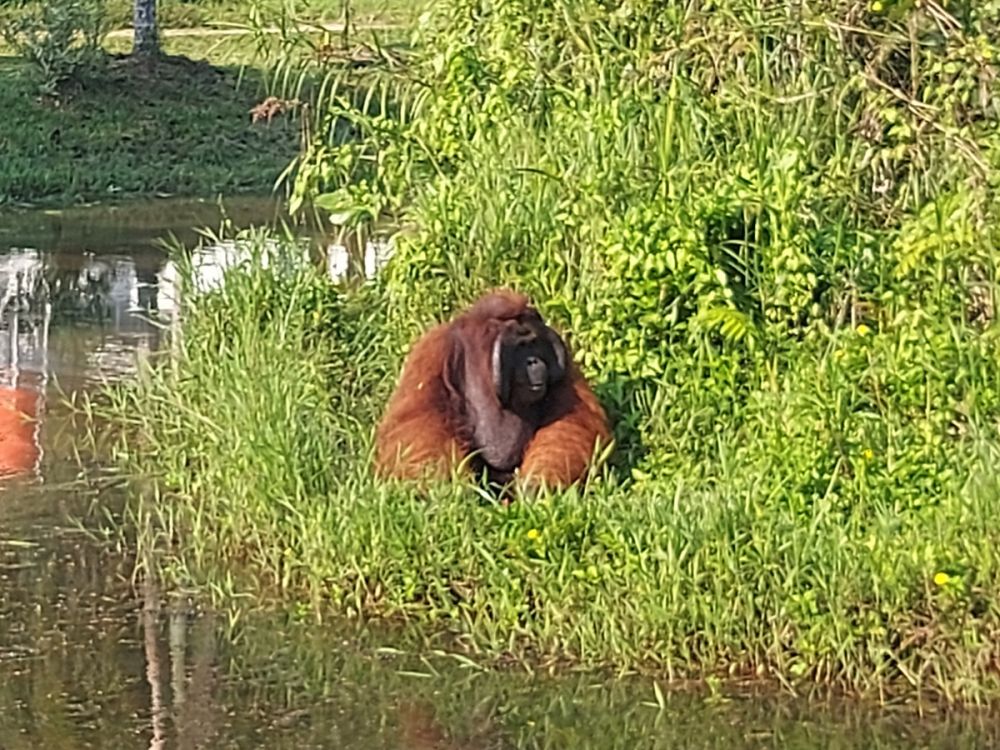 【バリクパパン発】半日サンボジャ・レスタリツアー（オランウータン／マレーグマ保護・リハビリセンター） 4