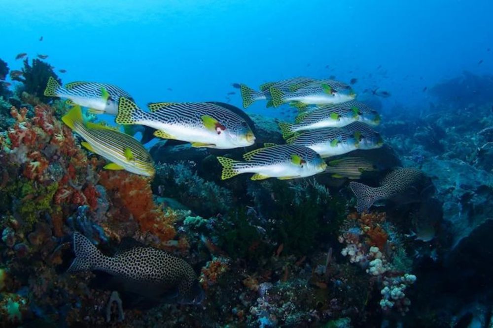 バリ島で体験ダイビング 9