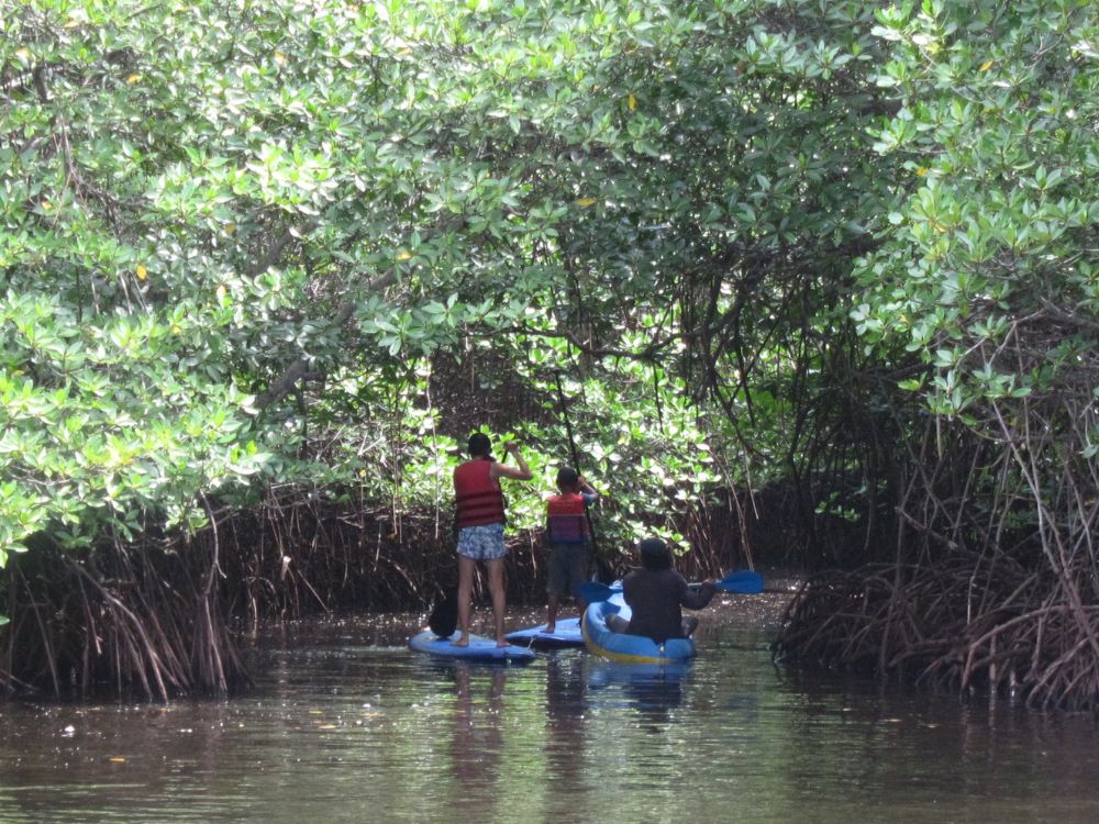 レンボンガン島観光&マングローブでSUP又はカヤックツアー 1