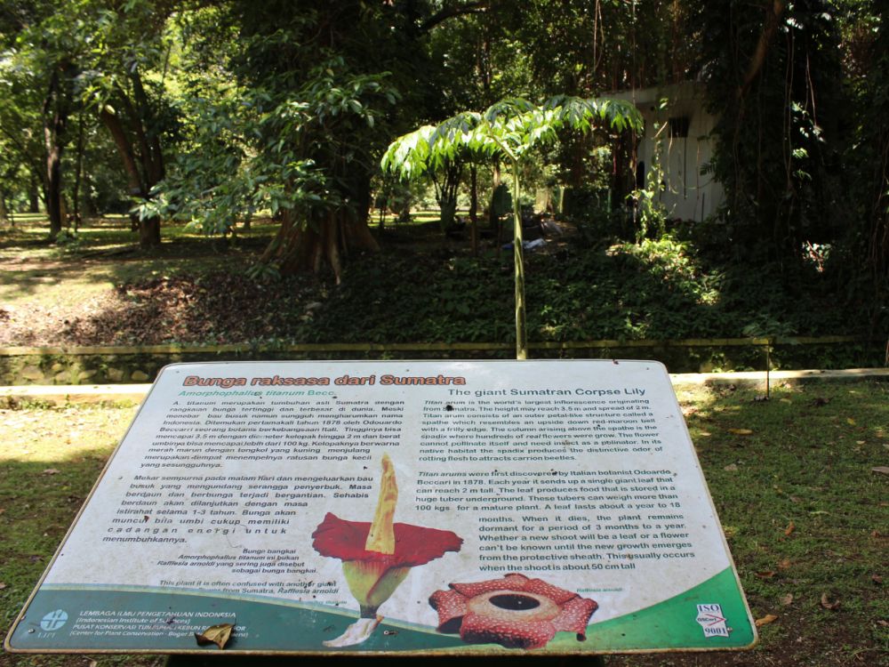 ボゴール1日観光 4