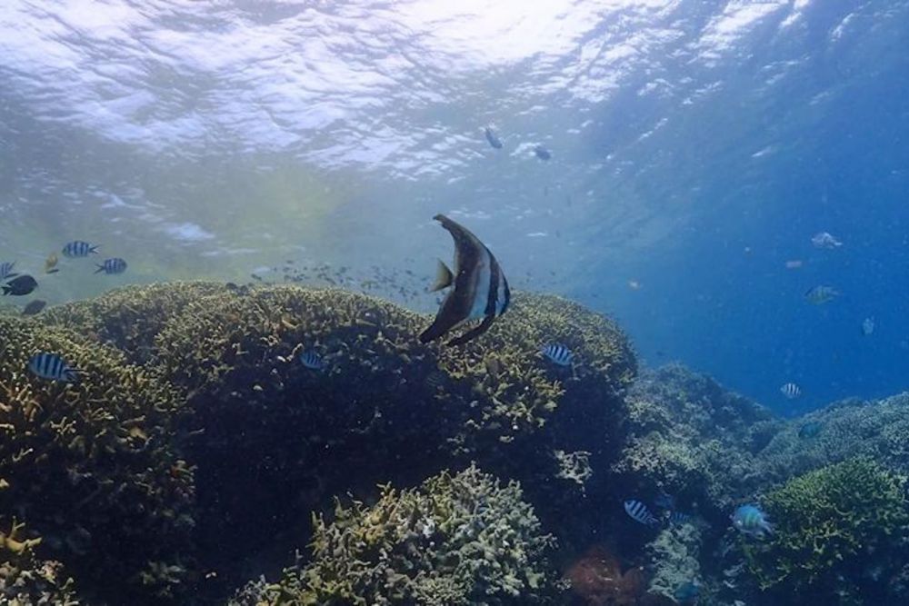 バリ島でシュノーケリング 7