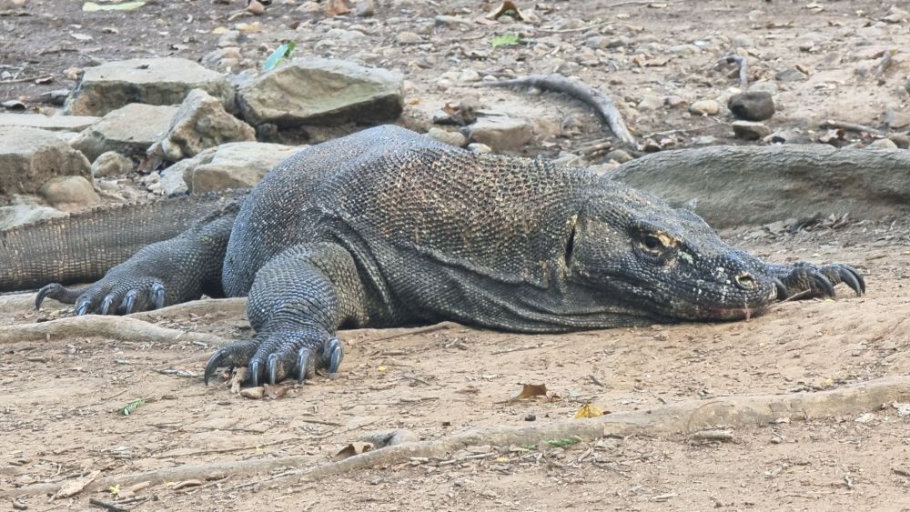 【バリ島発】日帰りコモド島ツアー 4