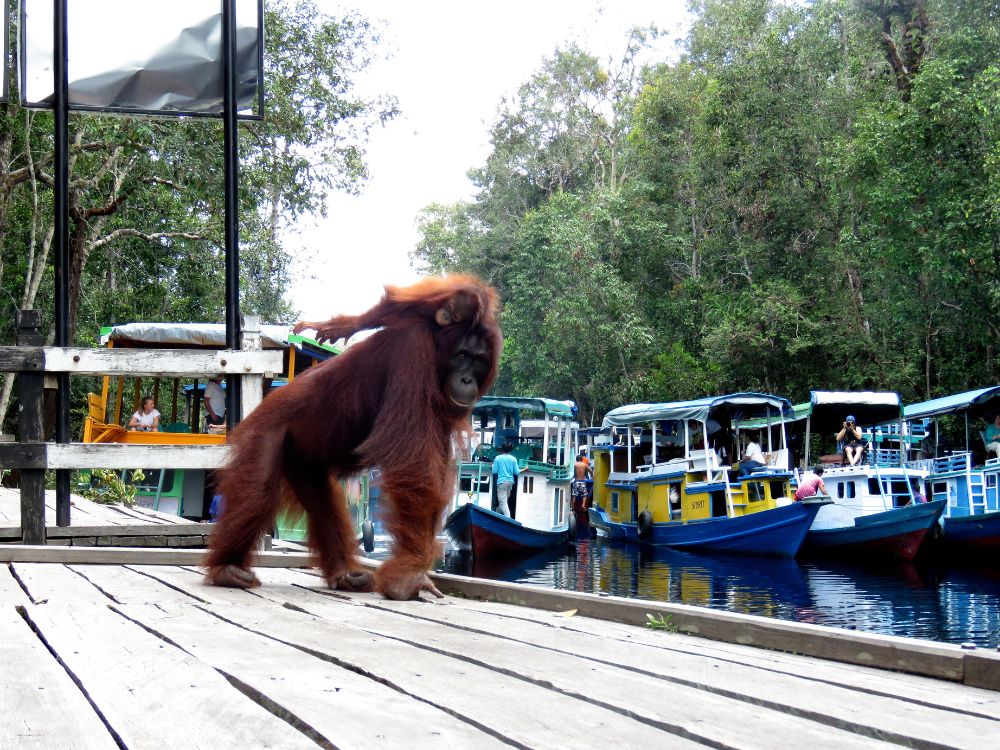 【ジャカルタ発】リバークルーズでオランウータンに会いに行こう＜タンジュンプティン国立公園＞  7