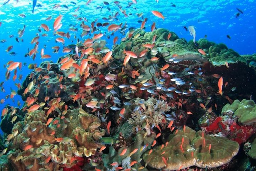 バリ島で体験ダイビング 3