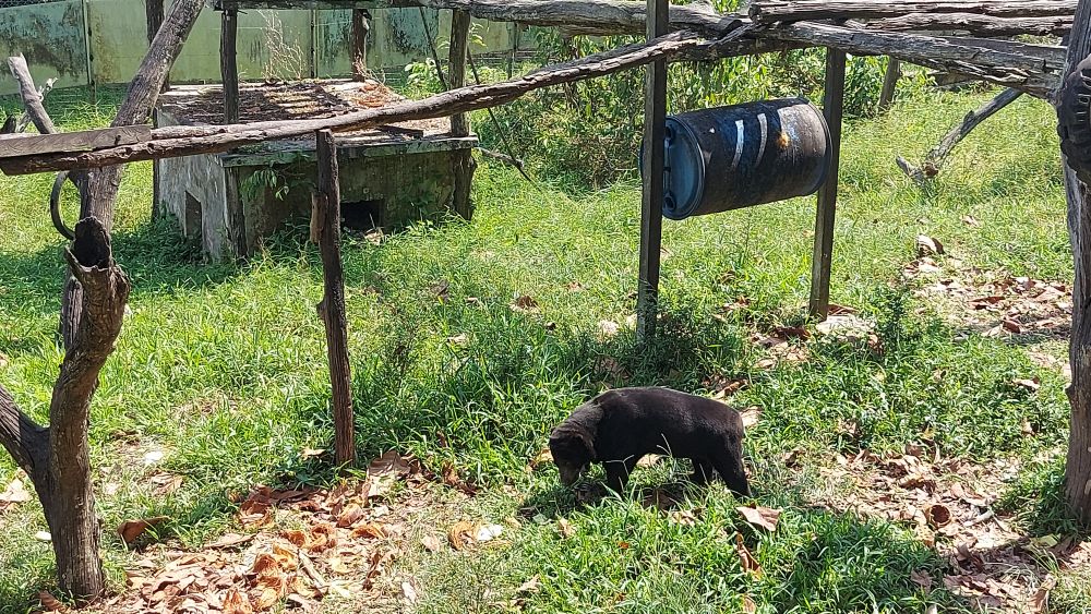 【ジャカルタ発】バリクパパン1泊2日観光ツアー｜オランウータンに会いに行こう!＜サンボジャ・レスタリ＞ 5