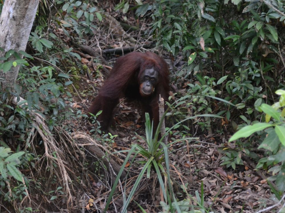 【ジャカルタ発】リバークルーズでオランウータンに会いに行こう＜タンジュンプティン国立公園＞  3