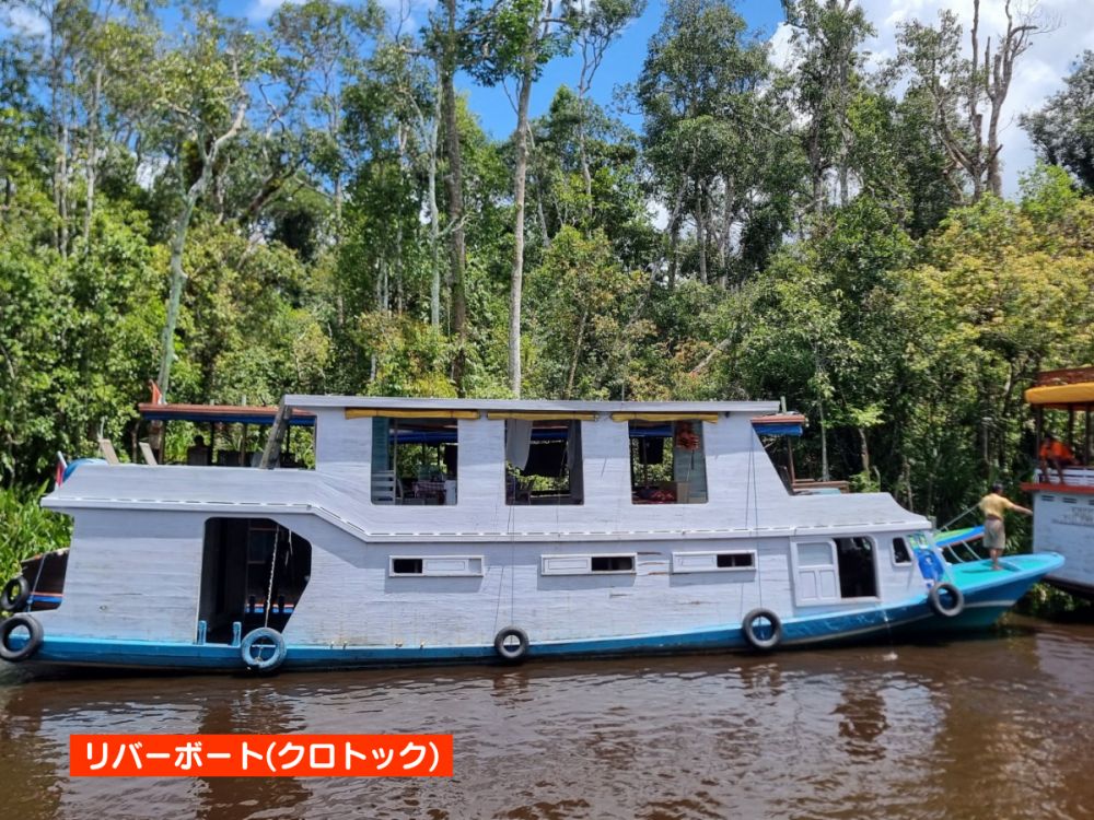 【ジャカルタ発】リバークルーズでオランウータンに会いに行こう＜タンジュンプティン国立公園＞  9