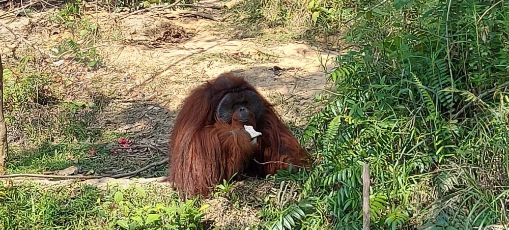 【バリクパパン発】半日サンボジャ・レスタリツアー（オランウータン／マレーグマ保護・リハビリセンター） 5