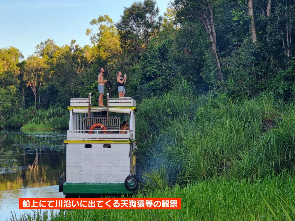 【ジャカルタ発】リバークルーズでオランウータンに会いに行こう＜タンジュンプティン国立公園＞  14
