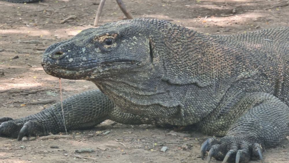 【バリ島発】日帰りコモド島ツアー 1