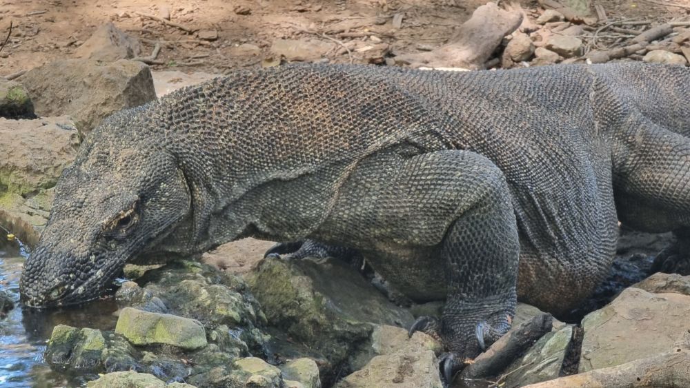 【バリ島発】日帰りコモド島ツアー 5