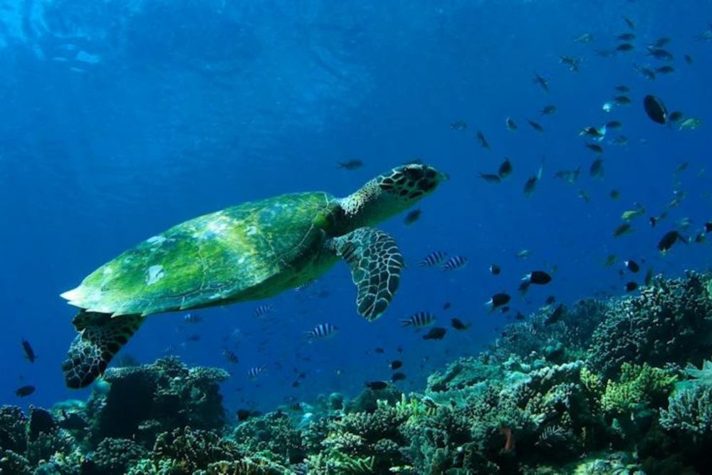 バリ島でシュノーケリング 4