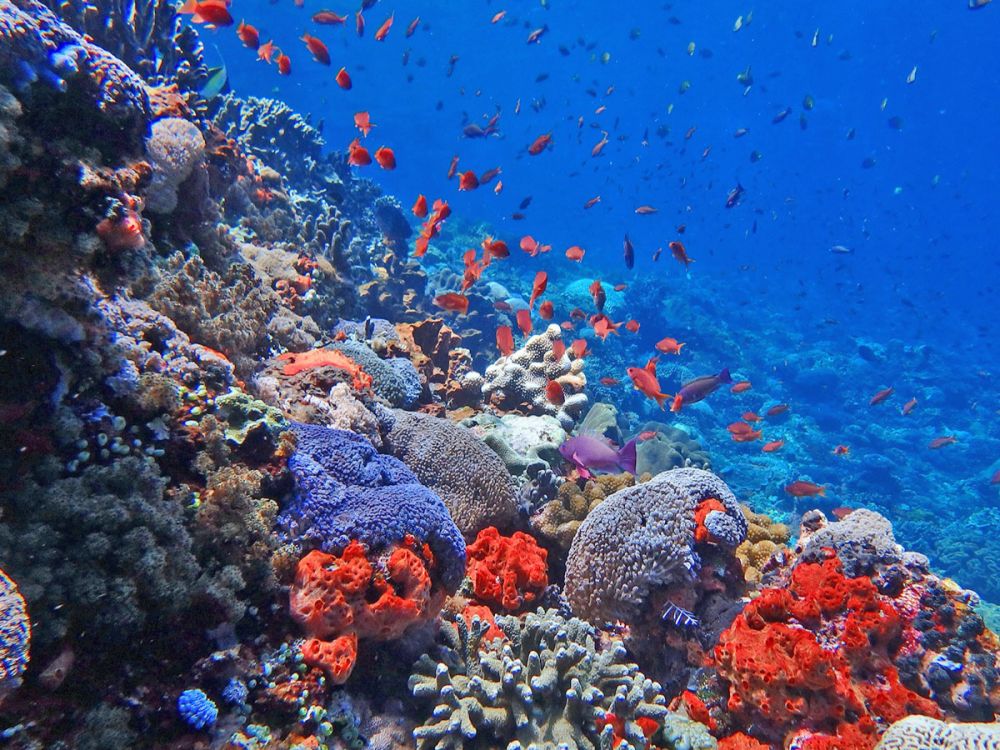 レンボンガン島DEマングローブ＆シュノーケリング 8