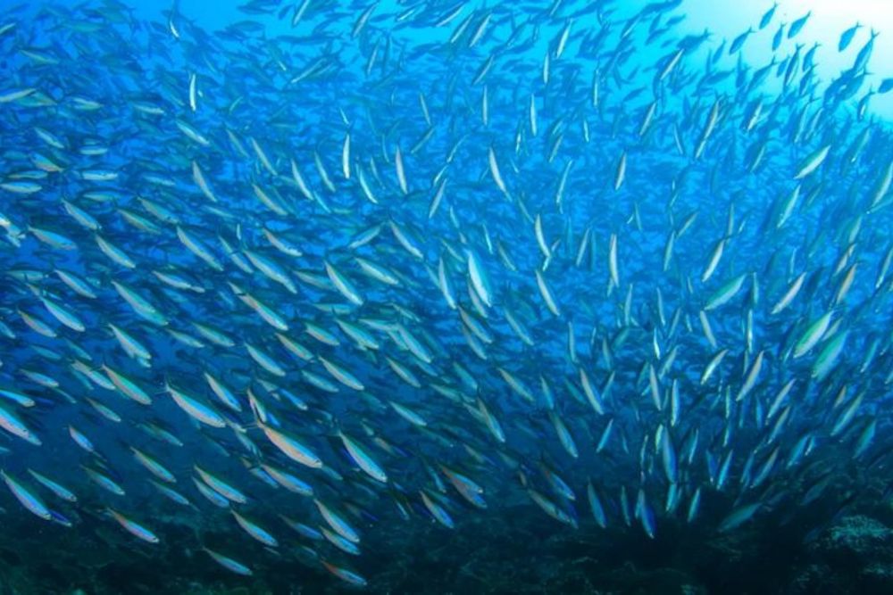 バリ島でシュノーケリング 9