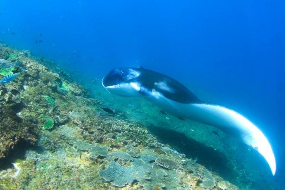 バリ島でシュノーケリング 8