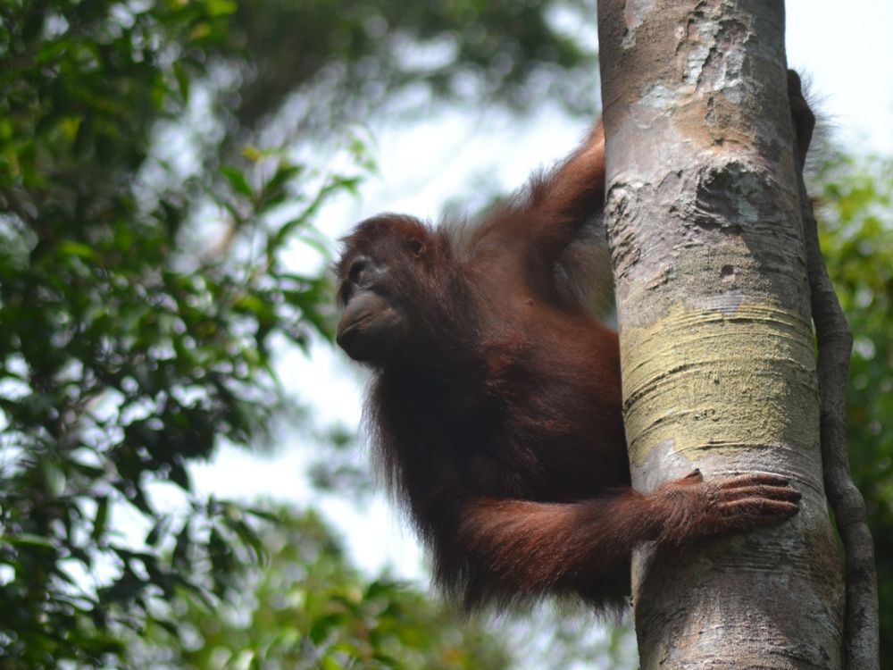 【ジャカルタ発】リバークルーズでオランウータンに会いに行こう＜タンジュンプティン国立公園＞  5