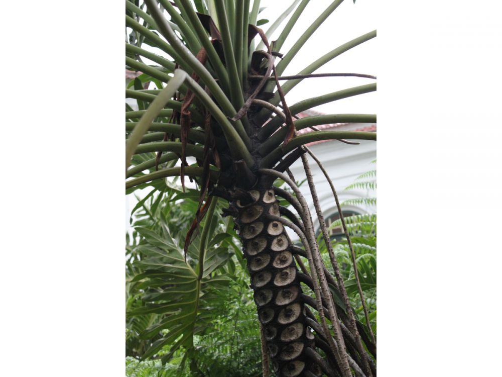 ボゴール1日観光 7