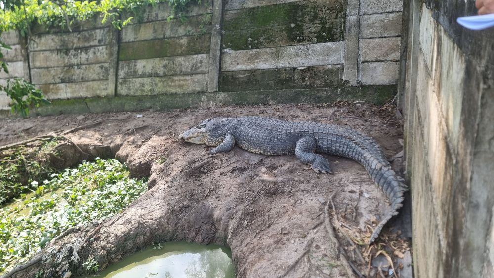 【ジャカルタ発】バリクパパン1泊2日観光ツアー｜オランウータンに会いに行こう!＜サンボジャ・レスタリ＞ 7
