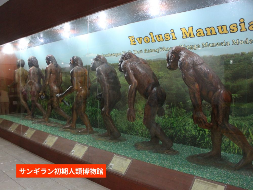 【ジョグジャカルタ発】人類の起源と古代寺院を巡る！サンギラン遺跡＆スクー寺院・チュト寺院1日ツアー 3