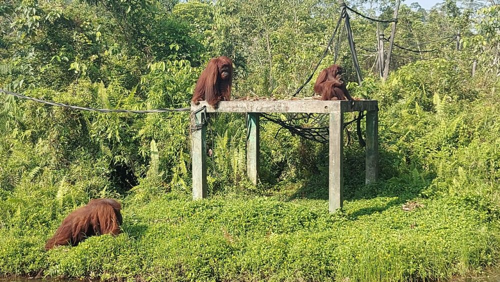 【ジャカルタ発】バリクパパン1泊2日観光ツアー｜オランウータンに会いに行こう!＜サンボジャ・レスタリ＞ 1