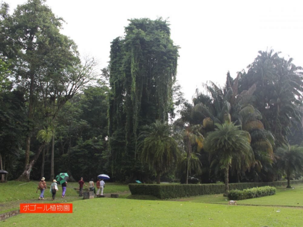 ジャカルタ市内&ボゴール観光 9