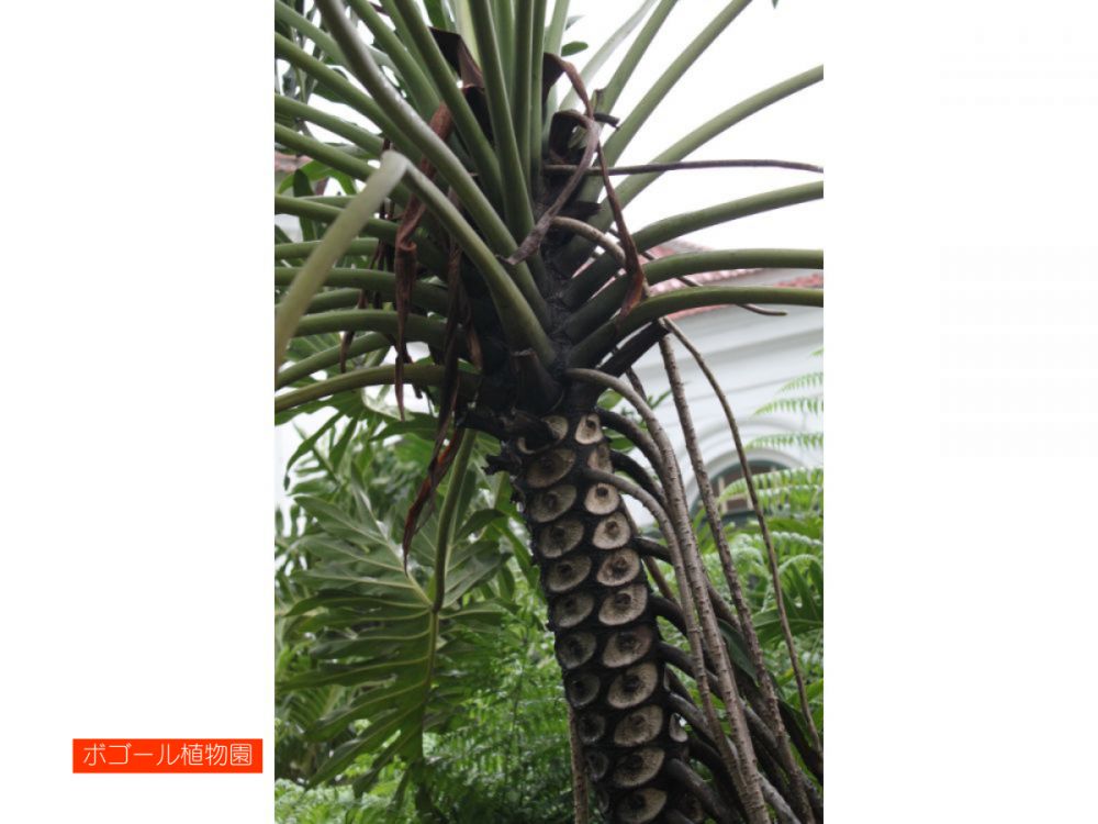 ジャカルタ市内&ボゴール観光 11