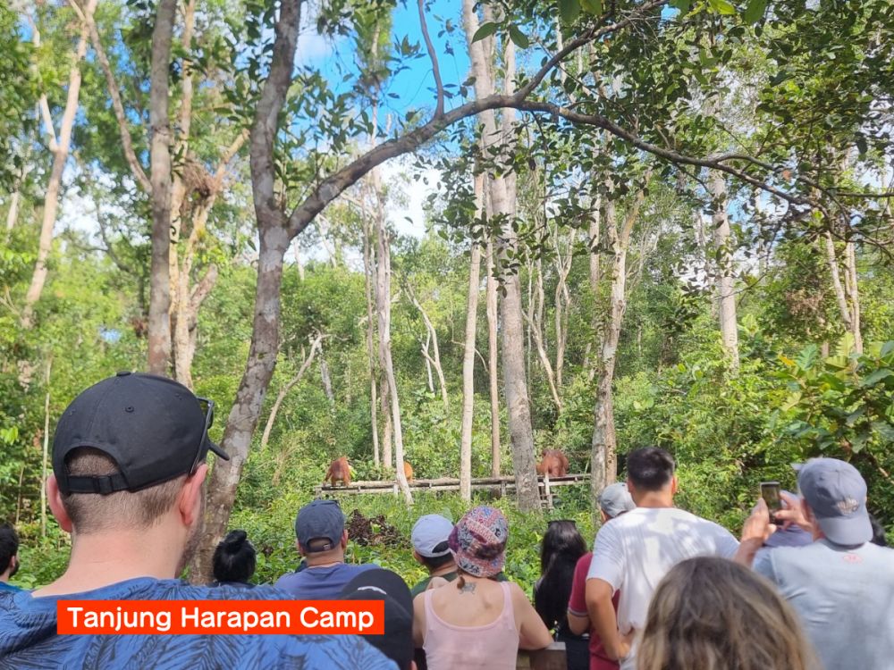 【ジャカルタ発】リバークルーズでオランウータンに会いに行こう＜タンジュンプティン国立公園＞  13