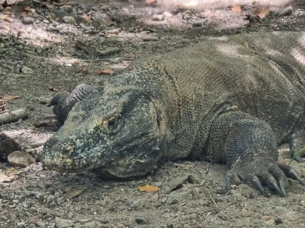 【プライベート利用】日本語ガイド付き ラブアンバジョ発日帰り コモドツアー 1