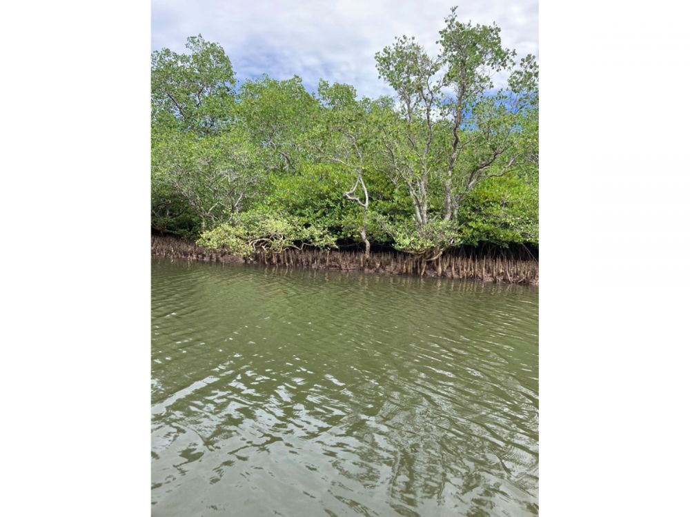 バリ島でシュノーケリング＆マングローブツアー 7