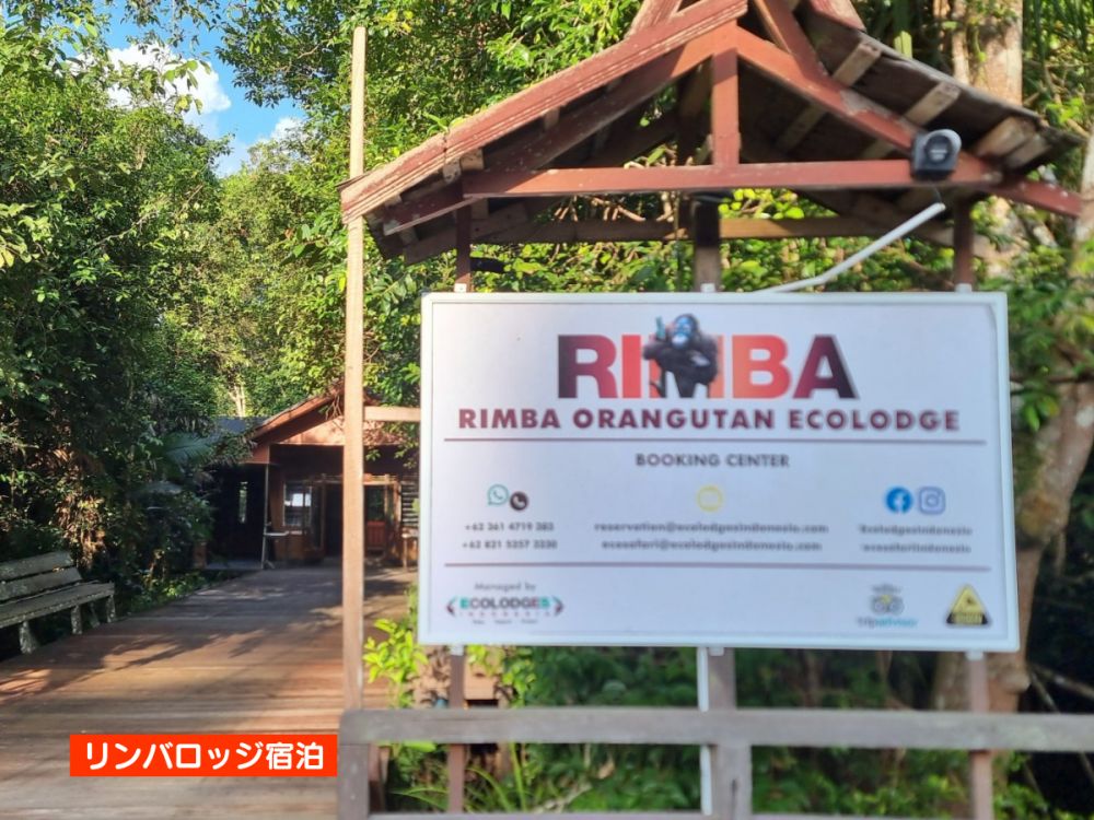 【ジャカルタ発】リバークルーズでオランウータンに会いに行こう＜タンジュンプティン国立公園＞  21