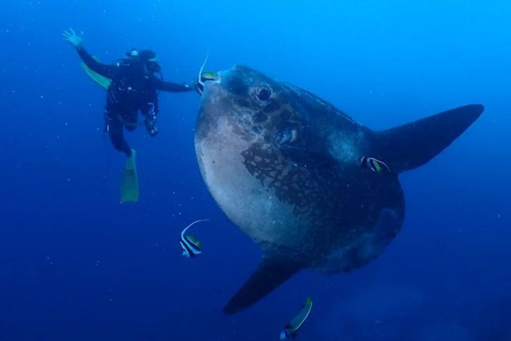 バリ島で体験ダイビング 4
